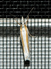 Crambus girardellus
