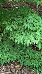 Cornus kousa