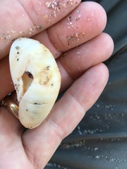 Crepidula fornicata image