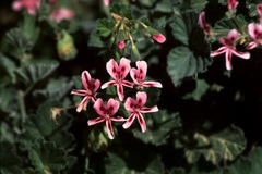 Pelargonium echinatum