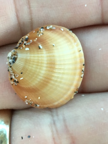 Glycymeris spectralis