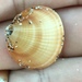 Glycymeris spectralis