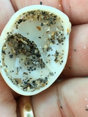Crepidula fornicata image