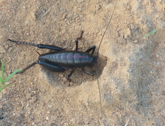 Udeopsylla robusta