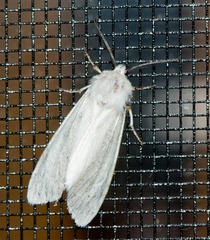 Spilosoma congrua