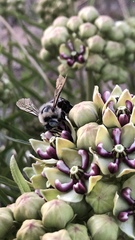 Xylocopa tabaniformis androleuca