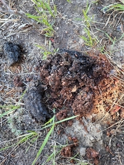 Ursus arctos horribilis