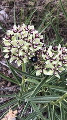 Xylocopa tabaniformis androleuca