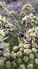 Xylocopa tabaniformis androleuca