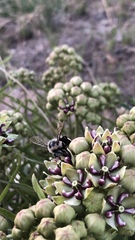 Xylocopa tabaniformis androleuca