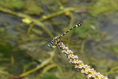 Ictinogomphus pertinax