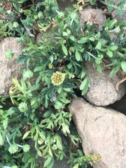 Alchemilla occidentalis