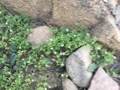 Alchemilla occidentalis