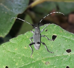 Canidia cincticornis