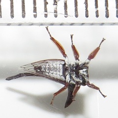 Oxyrhachis