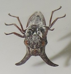 Oxyrhachis