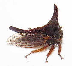 Oxyrhachis