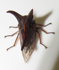 Oxyrhachis