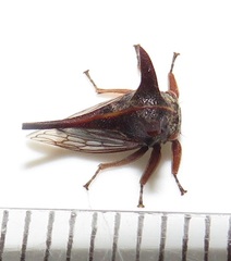 Oxyrhachis