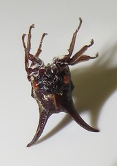 Oxyrhachis