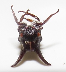 Oxyrhachis