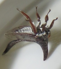 Oxyrhachis