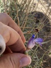 Penstemon patens