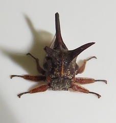 Oxyrhachis