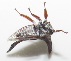 Oxyrhachis