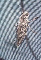 Chalcophora virginiensis