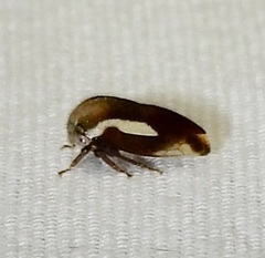 Ophiderma flavicephala