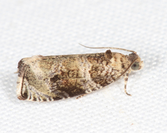 Olethreutes appendiceum