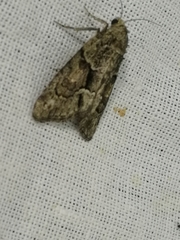 Cryphia fraudatricula