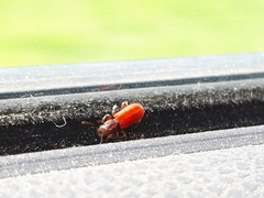 Zenodosus sanguineus