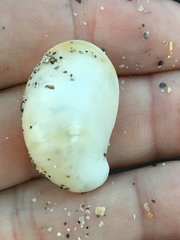 Crepidula fornicata image