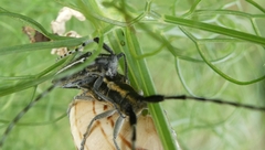 Agapanthia suturalis