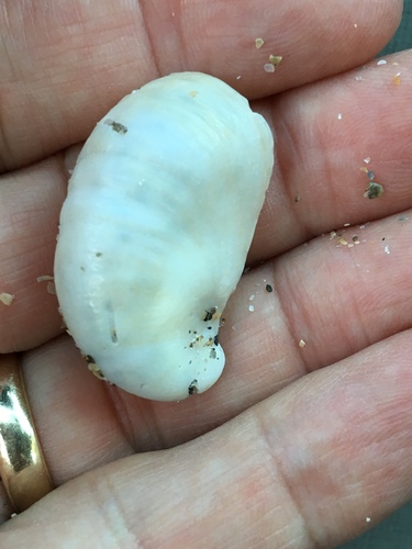 Crepidula fornicata image