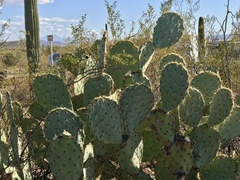 Opuntia engelmannii engelmannii