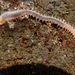 Pareurythoe californica - Photo (c) dlbowls, algunos derechos reservados (CC BY-NC), subido por dlbowls