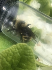 Bombus insularis