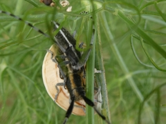 Agapanthia suturalis