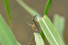 Platycnemis foliacea