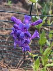 Penstemon payettensis