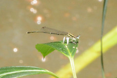 Platycnemis foliacea