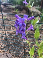 Penstemon payettensis