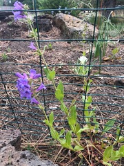 Penstemon payettensis