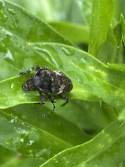 Aegomorphus quadrigibbus