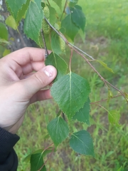 Betula pendula pendula