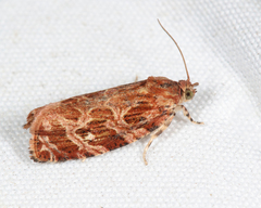 Phaecasiophora confixana