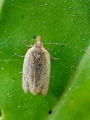 Helcystogramma